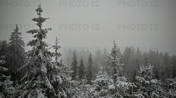 Snowy firs in a foggy forest create a mystical winter landscape, Rennsteig, Thuringian Forest