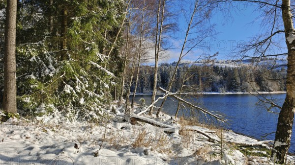 Snowy shore on a sunny winter day with forest and blue sky, Rennsteig, Thuringian Forest