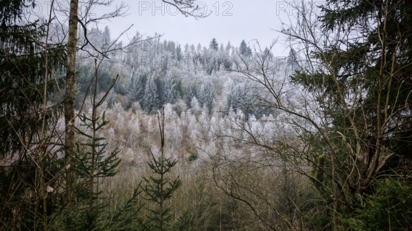 Snowy hills and trees, cold winter landscape with a mix of tree species, Franconian Forest nature park Park