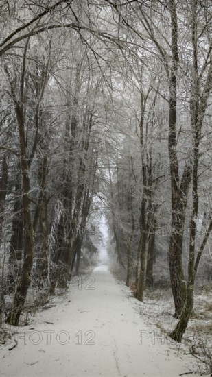 Snowy forest trail lined with bare trees that form a natural tunnel, Rennsteig, Thuringian Forest