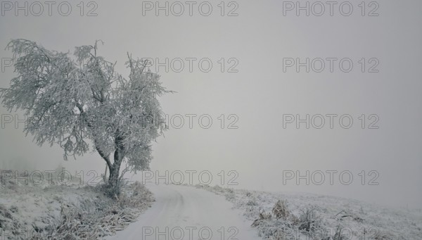 A lonely tree on a snow-covered path in a quiet winter landscape, Rennsteig, Thuringian Forest