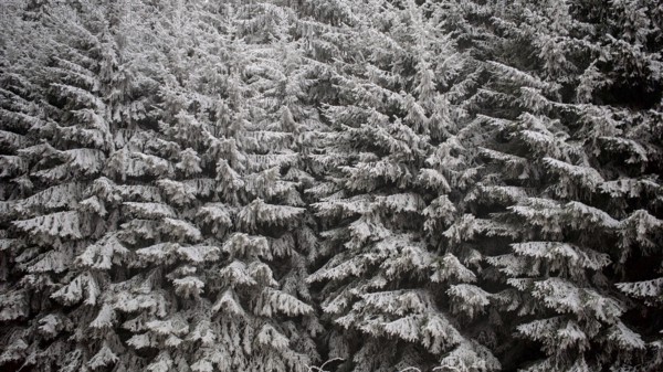 Detailed view of heavily snow-covered fir trees, showing the texture and density of the forest, Franconian Forest nature park Park