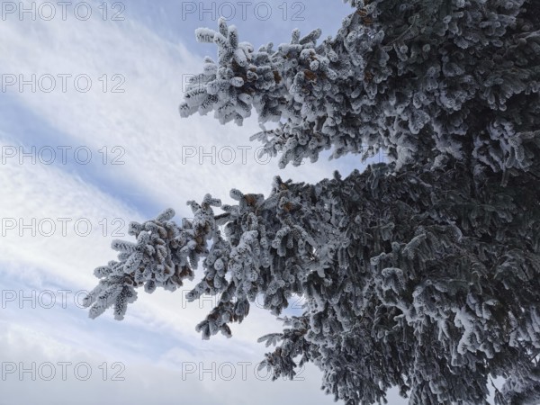 Tree branches covered with snow and hoarfrost in cold weather and blue skies, Rennsteig, Frankenwald