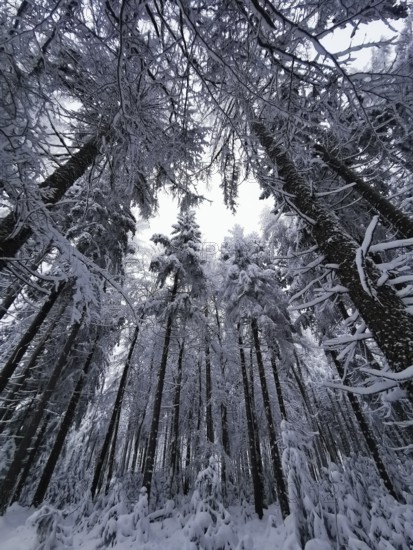 Snowy firs rise high in a grey winter sky, Rennsteig, Thuringian Forest