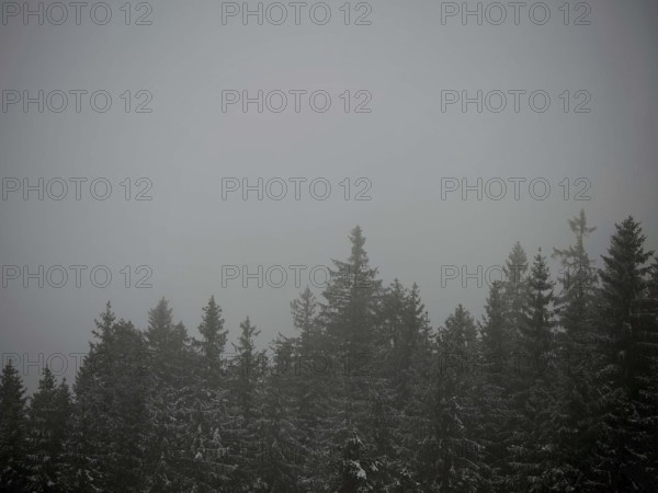 Misty forest with dark tree tops creates a gloomy atmosphere
