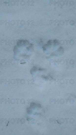 Animal paw tracks in fresh snow