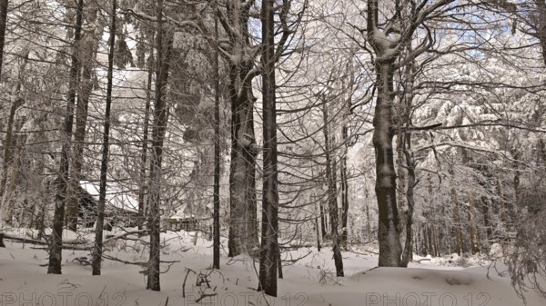 Snowy forest with trees and a hut, peace and peaceful winter atmosphere