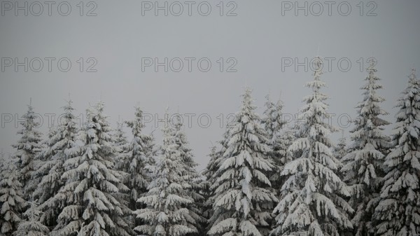 Snow-covered fir trees under grey skies. Peace and winter silence dominate, Fichtelgebirge, Bavaria