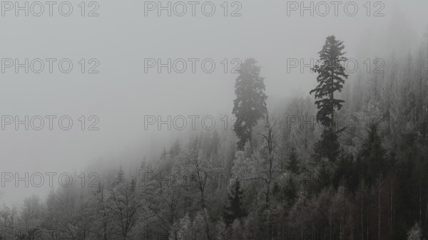 Snowy mountains with fir trees in fog, quiet winter landscape, Franconian Forest nature park Park
