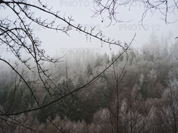 Misty forest on a hill, mystical winter landscape, Franconian Forest nature park Park