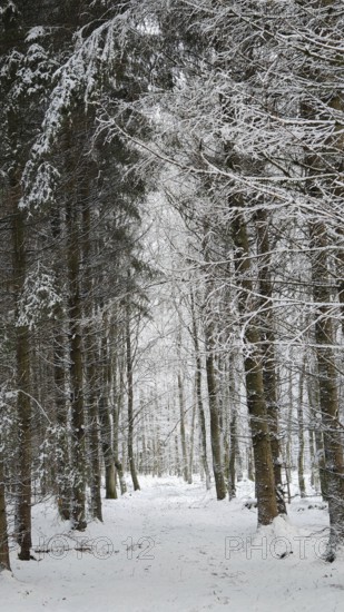 Snowy forest trail with tall trees, peaceful atmosphere, Rennsteig, Thuringian Forest