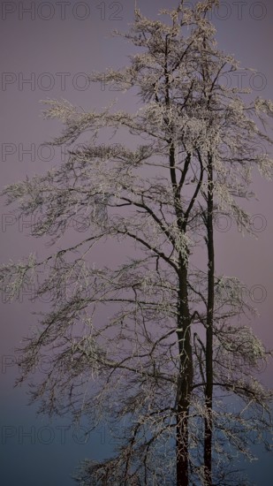 Single snow-covered tree against pink-purple evening sky, Rennsteig, Thuringian Forest