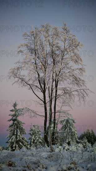Snow-covered trees against pink sky at dusk, Rennsteig, Thuringian Forest
