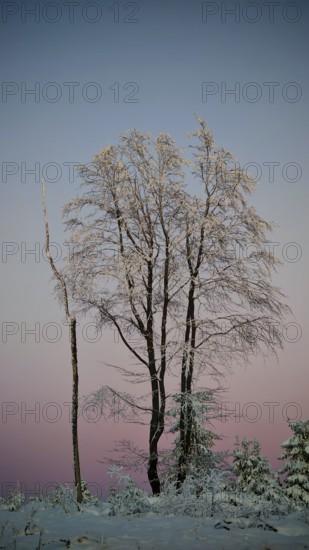 Group of snow-covered trees with pink sky in the background, Rennsteig, Thuringian Forest