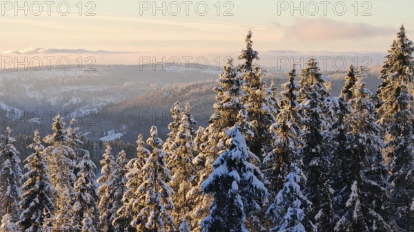 Snowy trees in front of a hill at sunset with wide sky, Rennsteig, Thuringian Forest