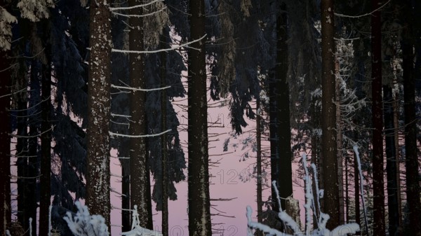 Dark snow-covered forest with pink evening sky in the background, Rennsteig, Thuringian Forest