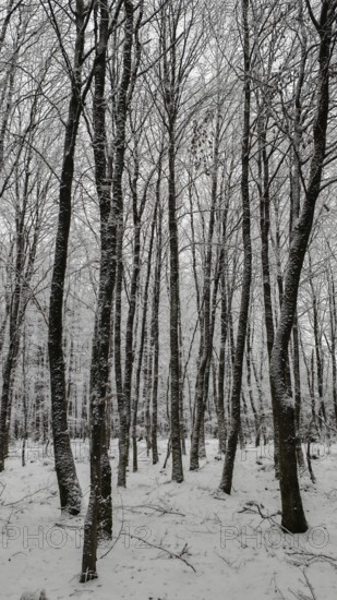 Snow-covered trees in a quiet winter forest, Rennsteig, Thuringian Forest