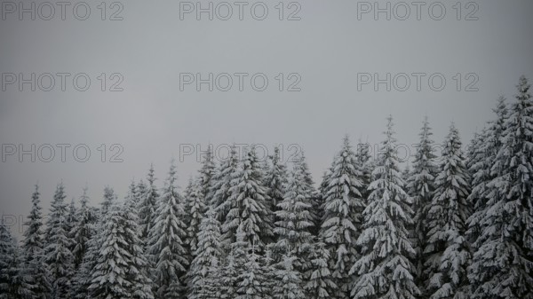 Snow-covered fir trees are huddled under a grey roof, Fichtelgebirge, Bavaria