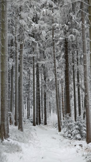 Snowy forest trail with tall, snow-covered fir trees, Fichtelgebirge, Bavaria