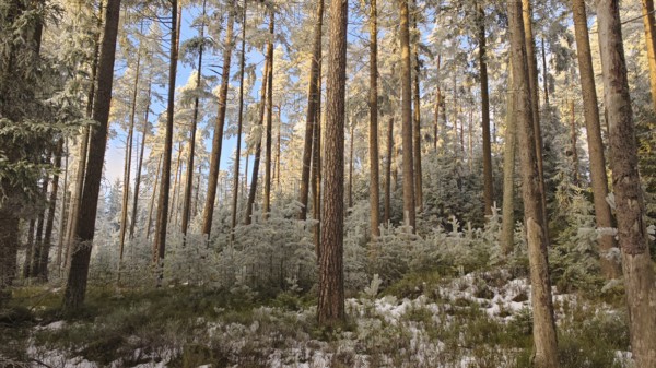 Wintery forest with snow-covered trees and sunlight through the branches, Fichtelgebirge, Bavaria