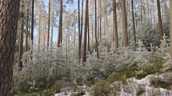 Snowy forest with tall trees under clear sky, quiet winter atmosphere, Fichtelgebirge, Bavaria