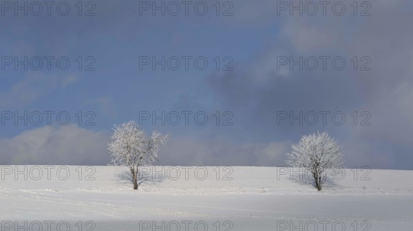 Two snowy trees on a snowy field under a blue sky, Franconian Forest