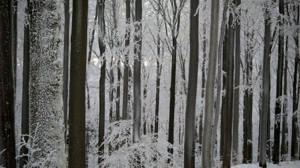 Dense snowy forest in winter with towering trees, Fichtelgebirge, Bavaria