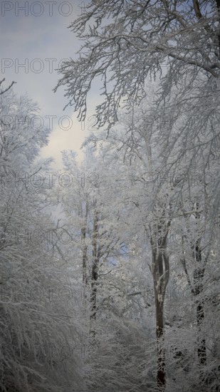 Tender snow-covered trees reach up against the blue sky, Fichtelgebirge, Bavaria