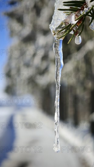 Close-up of a long icicle against a blurred background, Fichtelgebirge, Bavaria