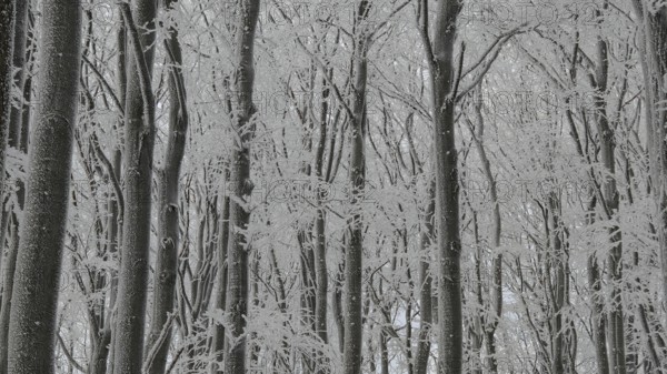 Branched forest in winter with densely snow-covered trees, mystical, Fichtelgebirge, Bavaria