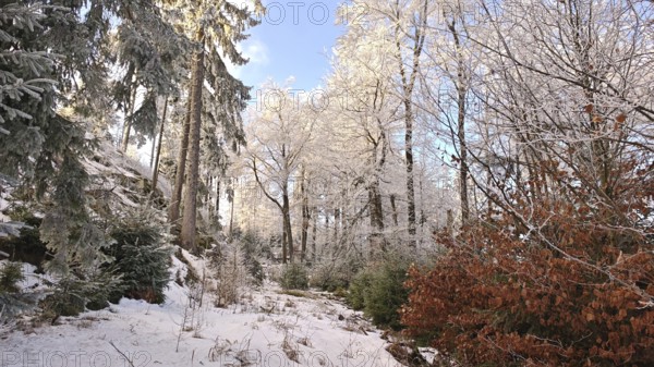 Winter forest scene with snow-covered trees and sun, Fichtelgebirge, Bavaria