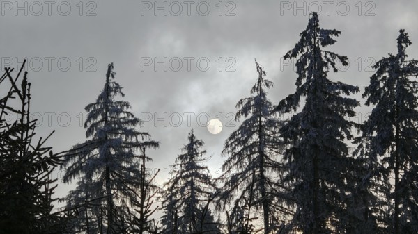Snowy tree tops with sun silhouette on cloudy sky, Fichtelgebirge, Bavaria