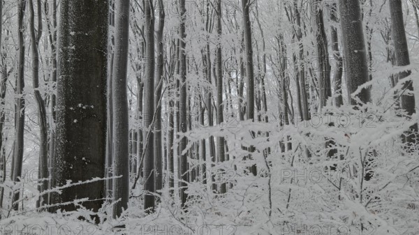 Snowy forest with snow-covered trees in a cold, mystical atmosphere, Fichtelgebirge, Bavaria