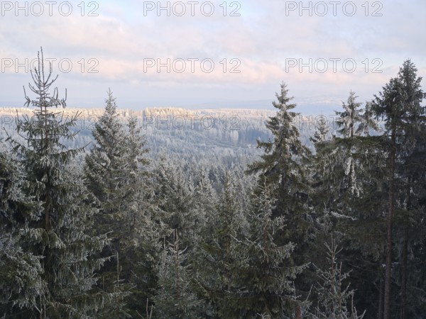 Snowy tree tops with a wide view over the forest, Fichtelgebirge, Bavaria