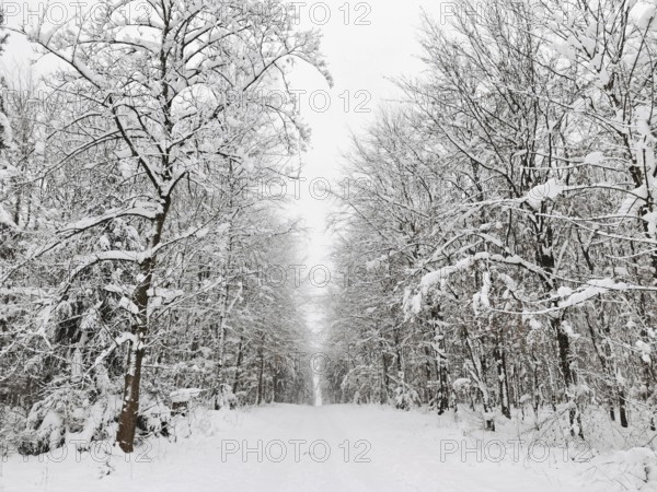 Snowy forest trail flanked by snow-covered trees in a quiet winter atmosphere, Frankenwald nature park Park