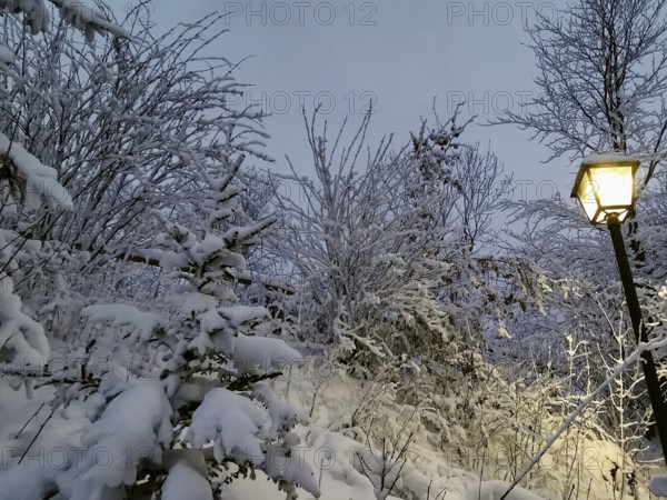 Snow-covered trees at dusk with an illuminated lantern, Frankenwald nature park Park