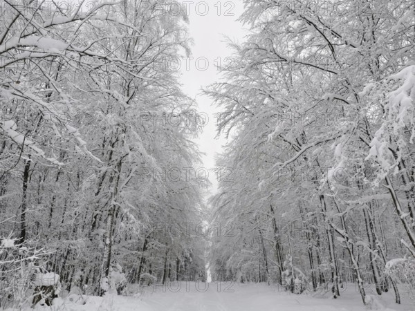 A quiet and snowy forest trail surrounded by tall, snow-covered trees, Rennsteig, Frankenwald nature park Park