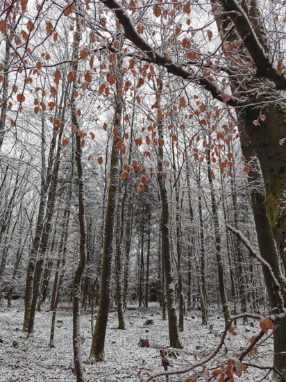 Autumn leaves and snow-covered trees create a strong visual contrast in the forest, Franconian Forest nature park Park