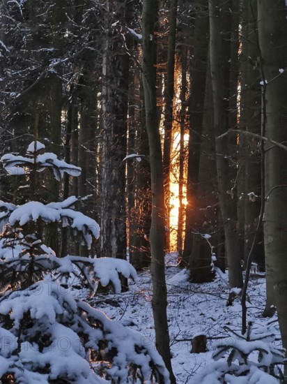 Sunlight shines through snow-covered trees in the winter forest, creating a quiet and peaceful atmosphere, Franconian Forest nature park Park