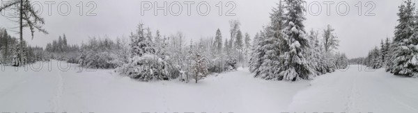 Panorama of a snow-covered winter forest with thick trees and a quiet atmosphere, Rennsteig, Frankenwald nature park Park