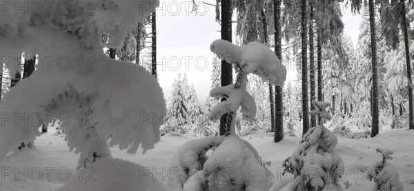 A thick winter forest with deep snow-covered treetops, Fichtelgebirge, Bavaria