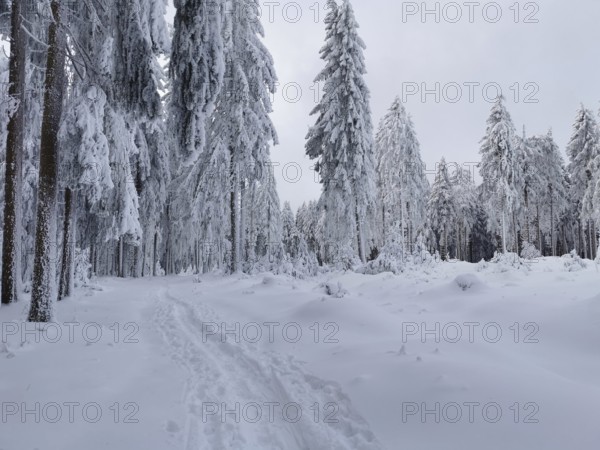 A snowy trail through a quiet winter forest, Fichtelgebirge, Bavaria