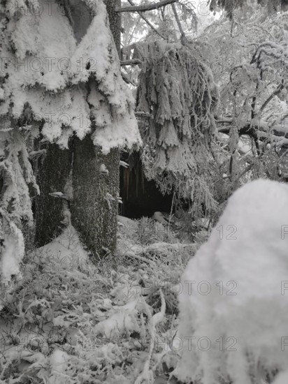 Snowy trees and shrubs in a dense forest, Fichtelgebirge, Bavaria