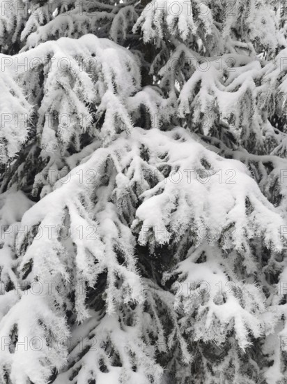 Close-up of snow-covered tree branches in winter, Fichtelgebirge, Bavaria