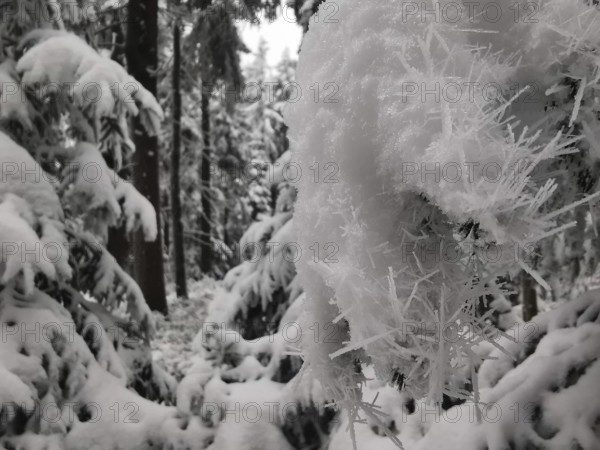 Snow crystals on branches in a thick winter forest, Fichtelgebirge, Bavaria