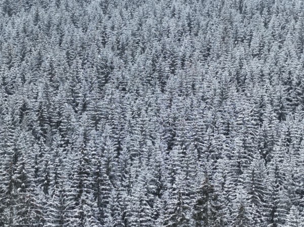 Dense snowpack on treetops of a large forest, peace and uniformity, Rennsteig, Thuringian Forest