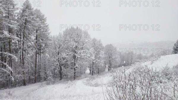 Snow-covered trees form an idyllic winter landscape in cloudy skies, Franconian Forest