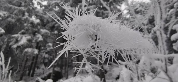 Frosty ice crystals in close-up with mystical effect in the forest, Fichtelgebirge, Bavaria