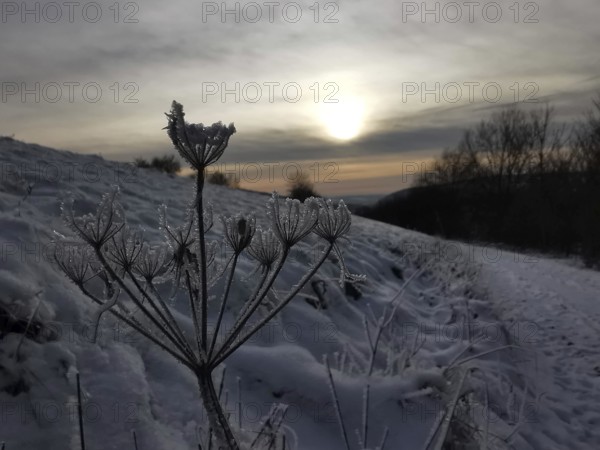 Frosty flower in the snow, sunset in the background, cool winter colors, Franconian Forest