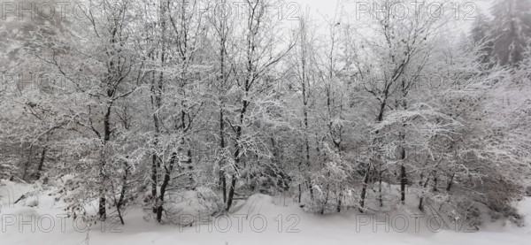Snow-covered trees create a quiet and peaceful winter panorama, Rennsteig, Thuringian Forest
